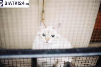 Siatki Wieluń - Zabezpieczenie balkonu siatką - Kocia siatka - bezpieczny kot dla terenów Wielunia